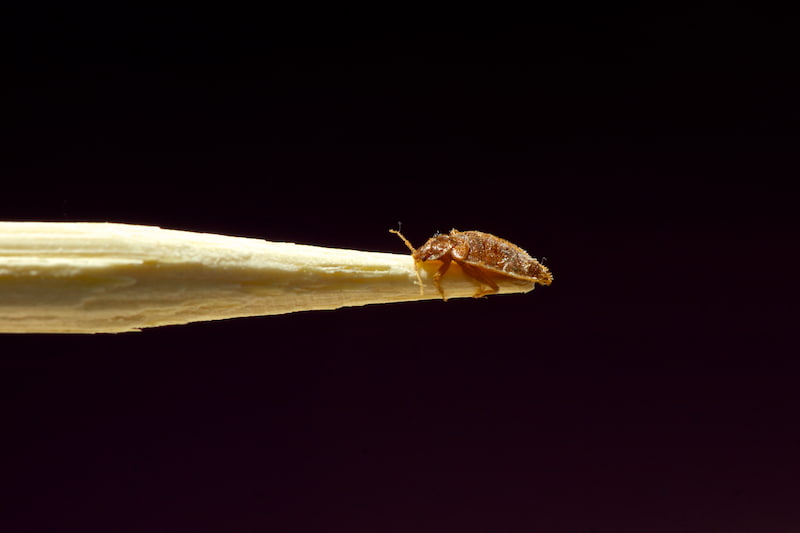 Bedbug removal