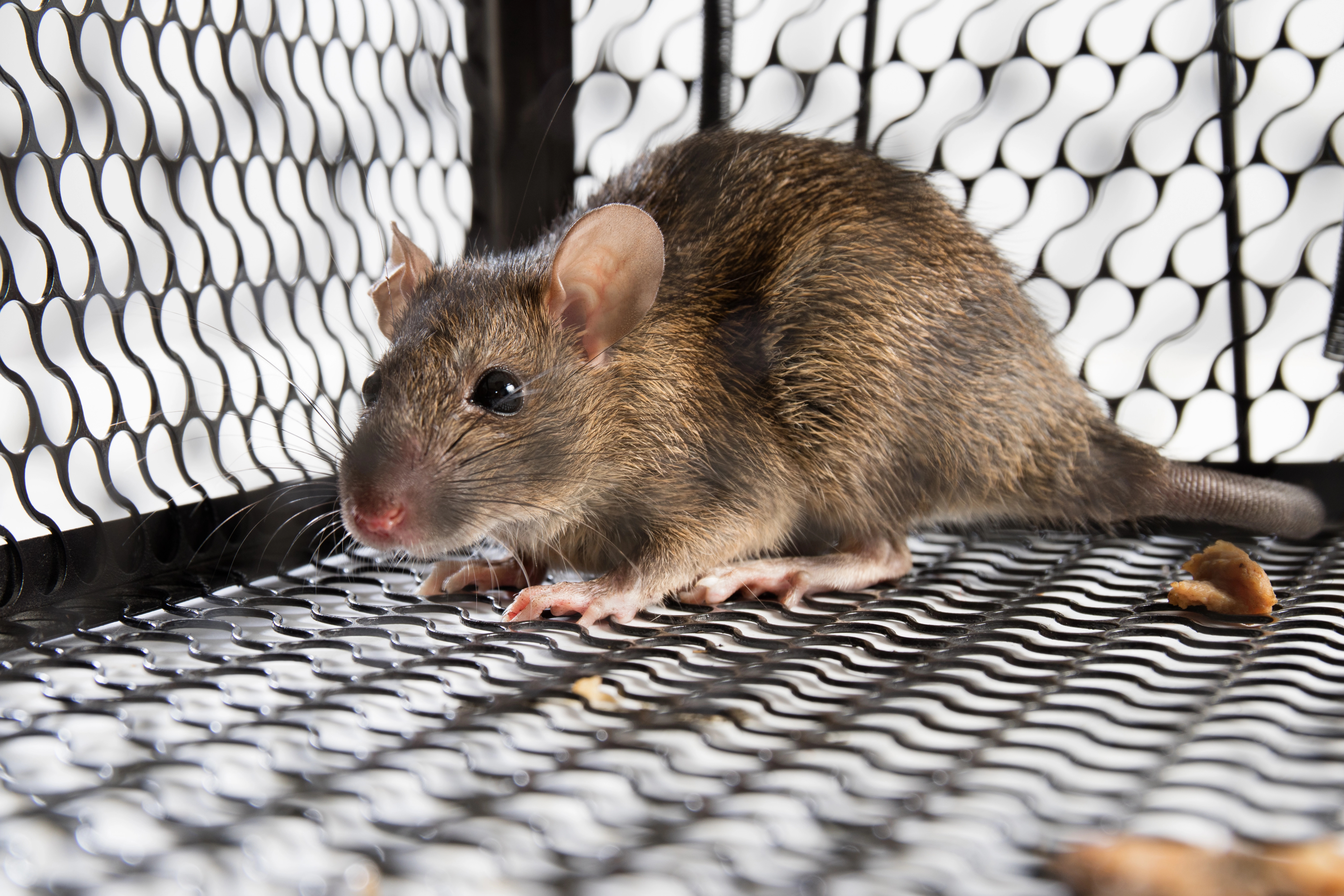 Rodents in Bakersfield: What You Need To Know