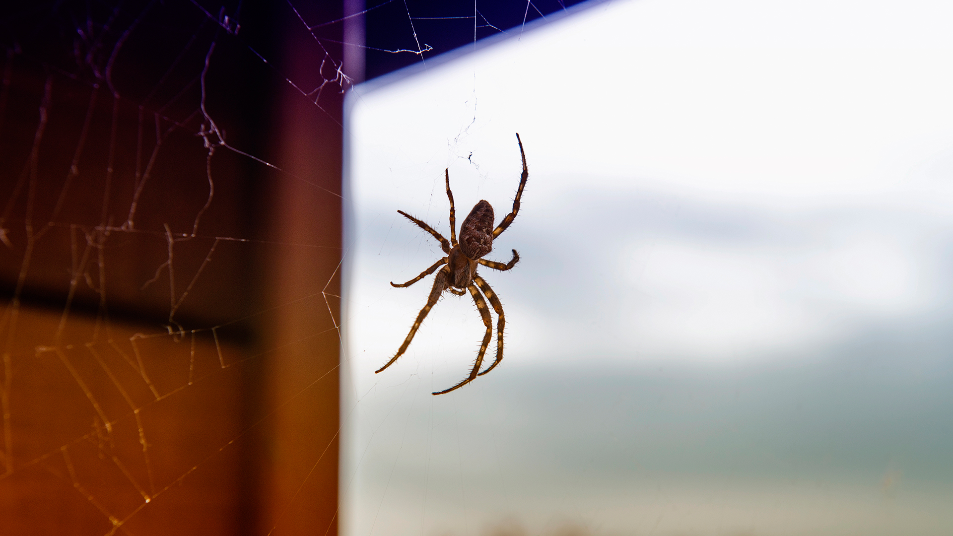 Spiders in Bakersfield: Pest Control Guide