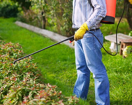 How Often Should Bakersfield Homes Schedule General Pest Control Service?