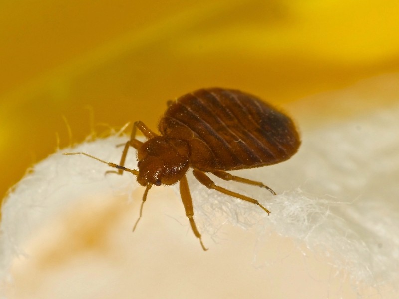 How to Keep the Bugs Out of Your Bed